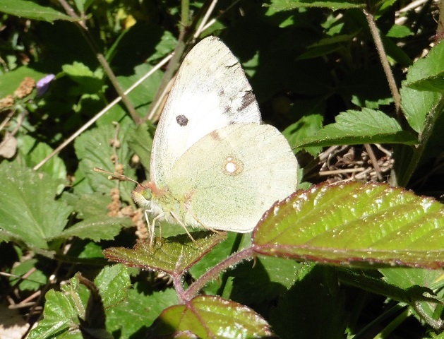 Colias da ID - Cfr. Colias crocea f. helice